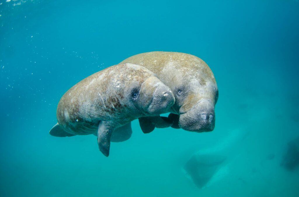 Manatees dont dread mondays